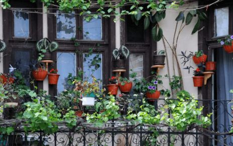 Rośliny na balkonie - jak pielęgnować je latem?